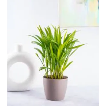 Areca Palm Plant
